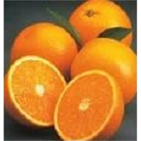 Valencia oranges
